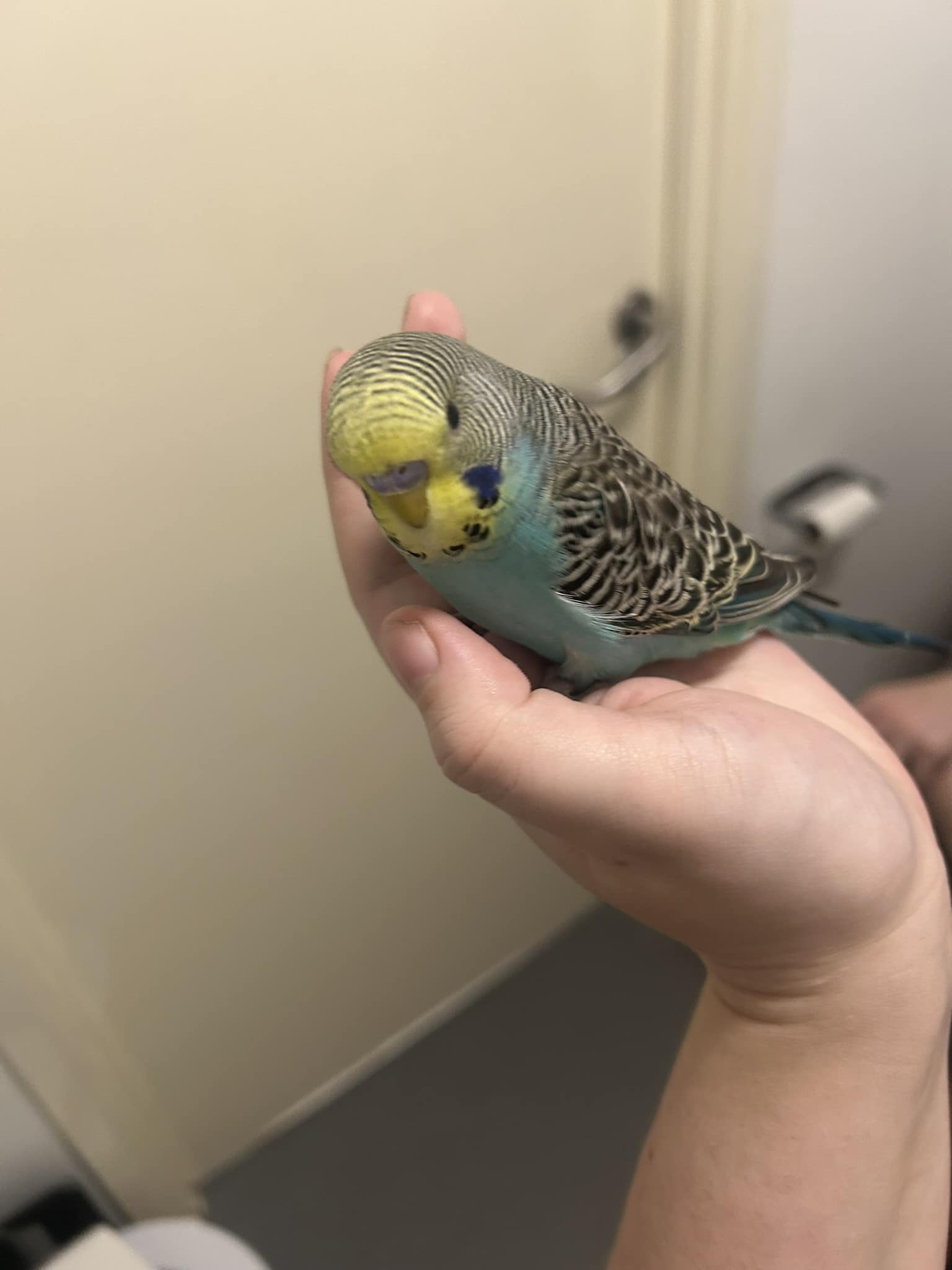 Budgie biting the finger of a UK owner