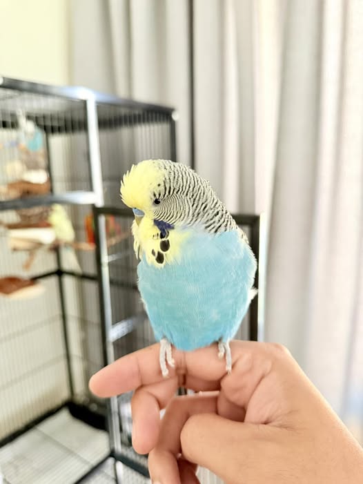 Budgie bonded with single owner working from home UK