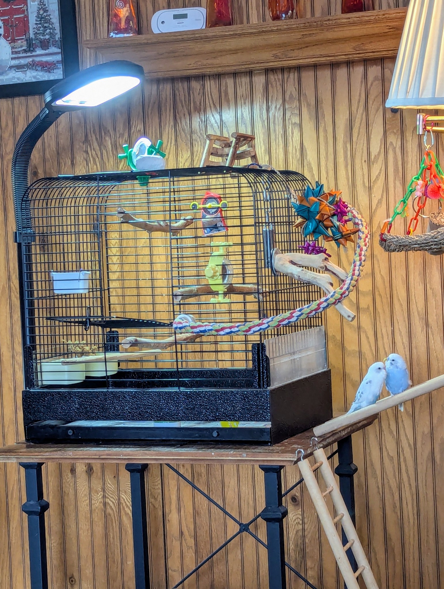 Budgie cage UV lamp timer setup UK