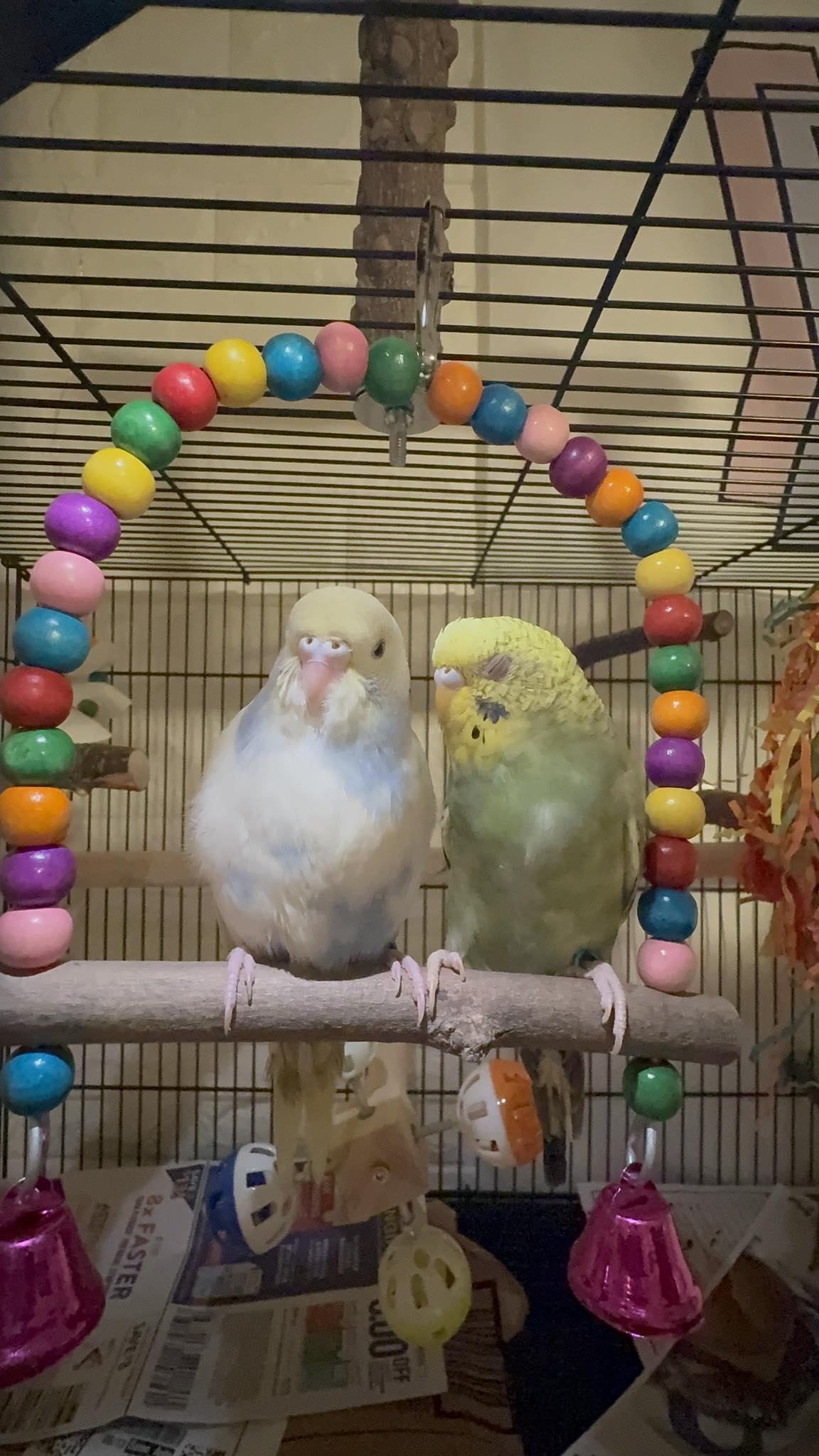 Budgie cage at night with low nightlight