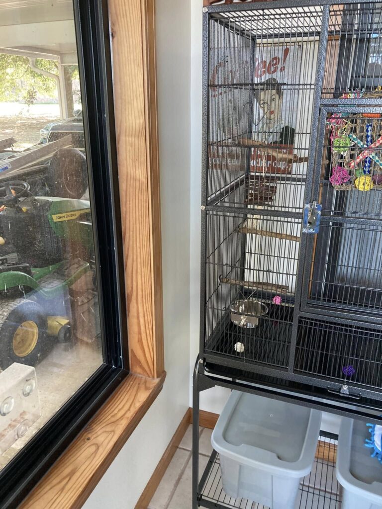 Budgie cage interior wall away from window radiator UK home