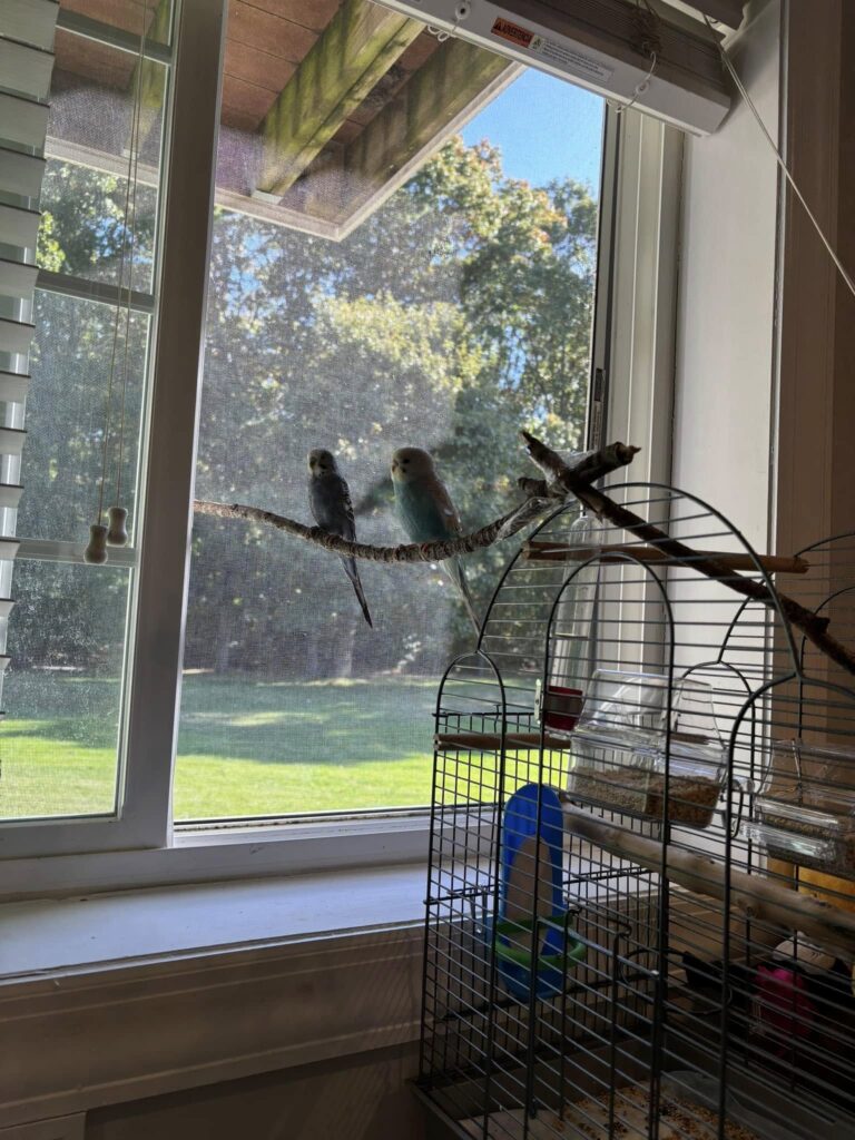 Budgie cage near window UV light blocked