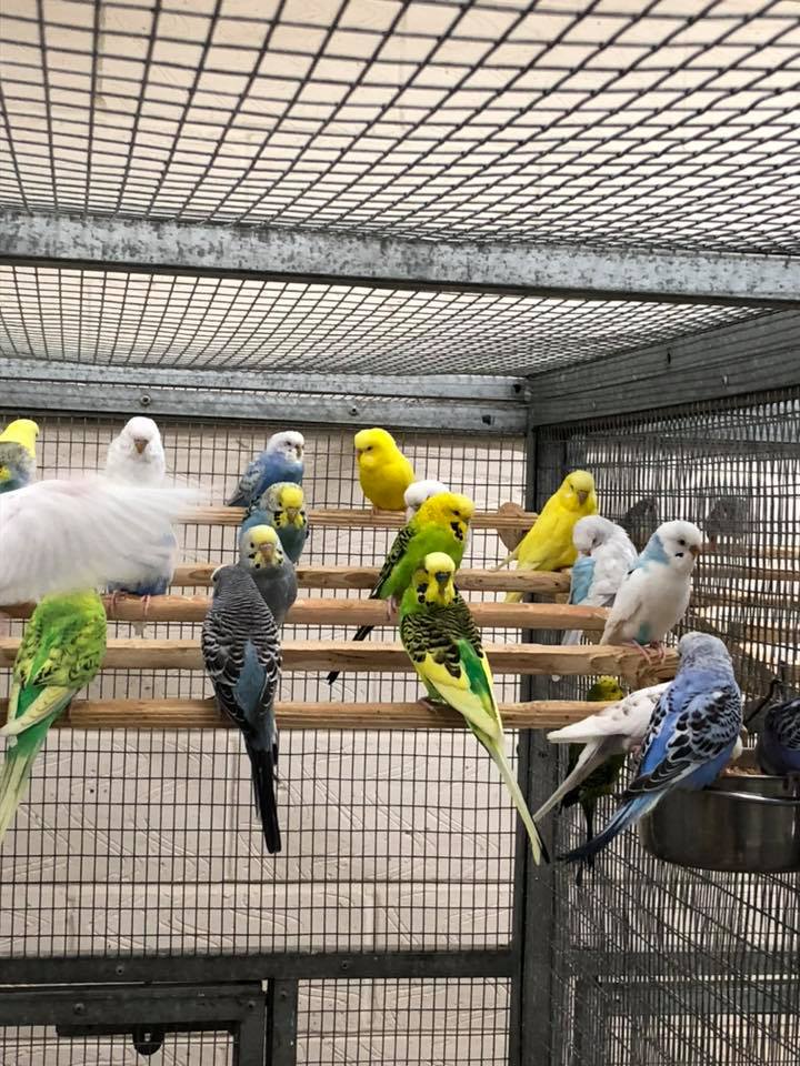 Budgie cage placement away from kitchen toxin sources