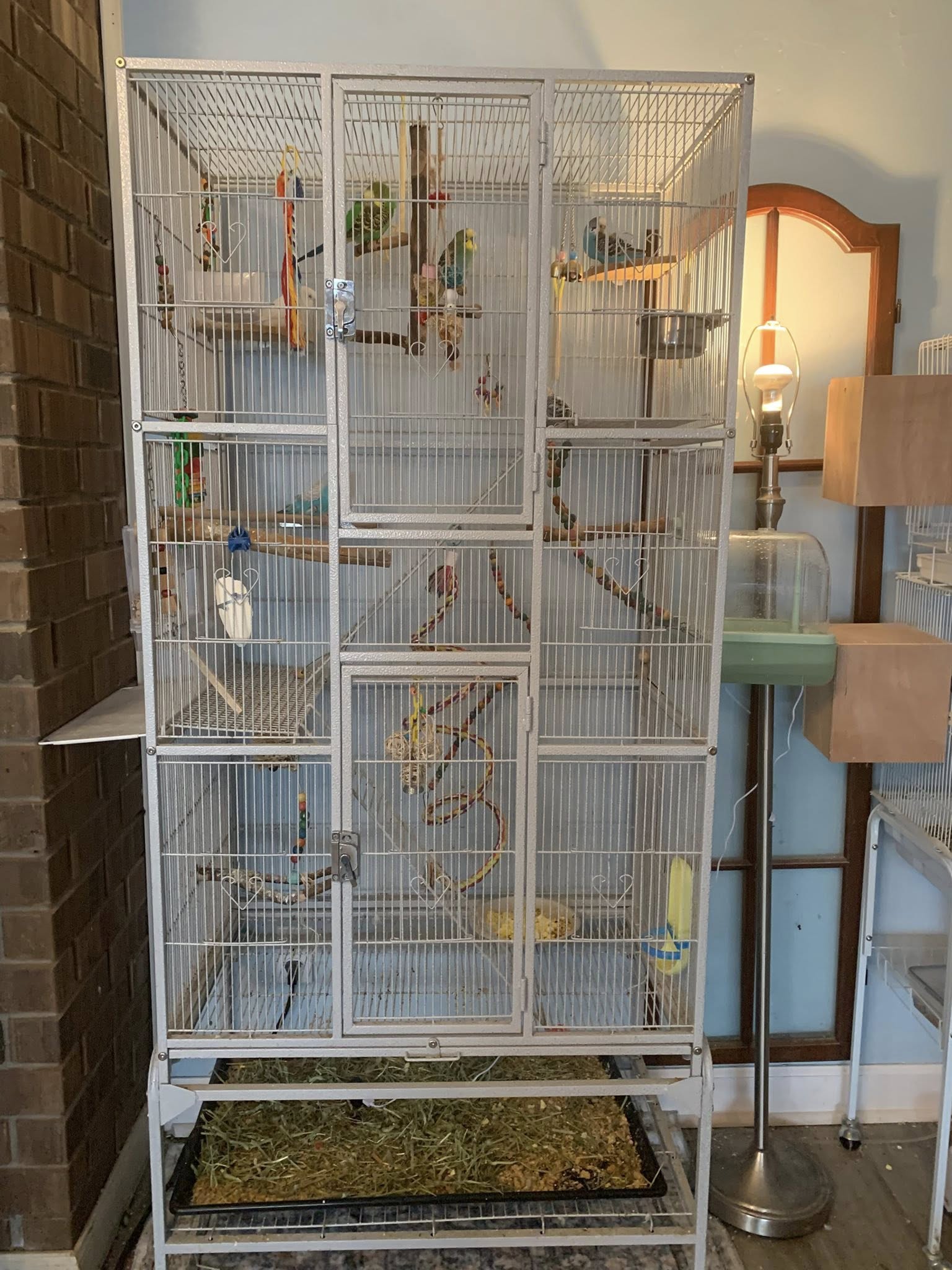 Budgie cage position against wall UK home