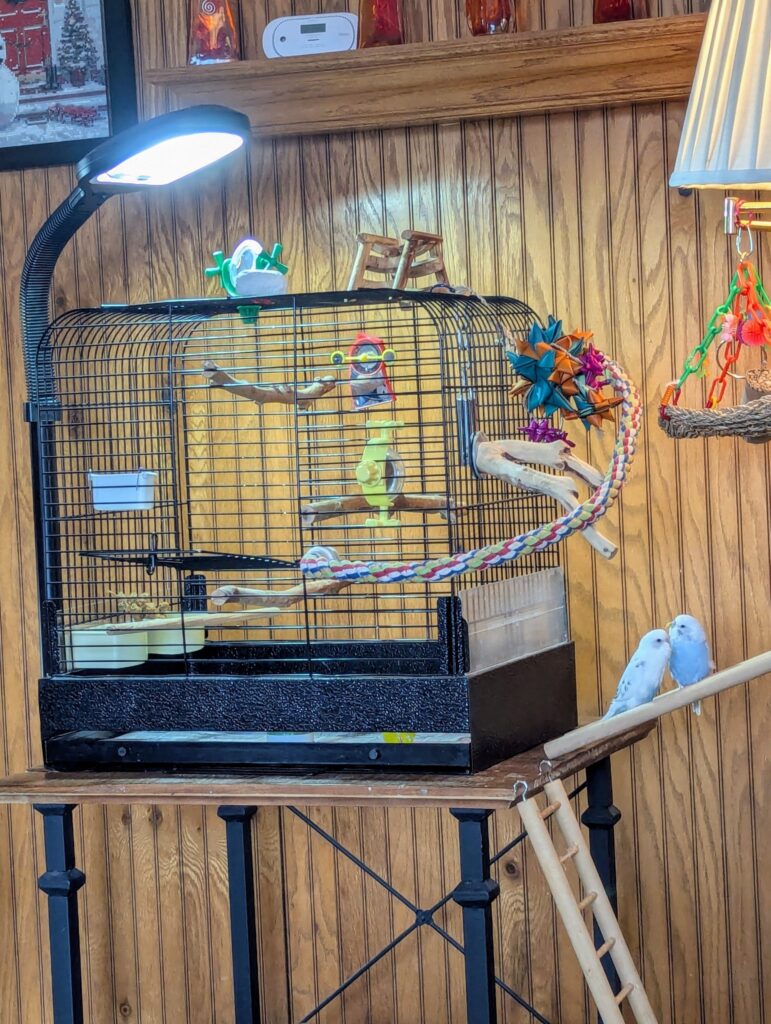 Budgie cage well positioned in UK home office with natural light