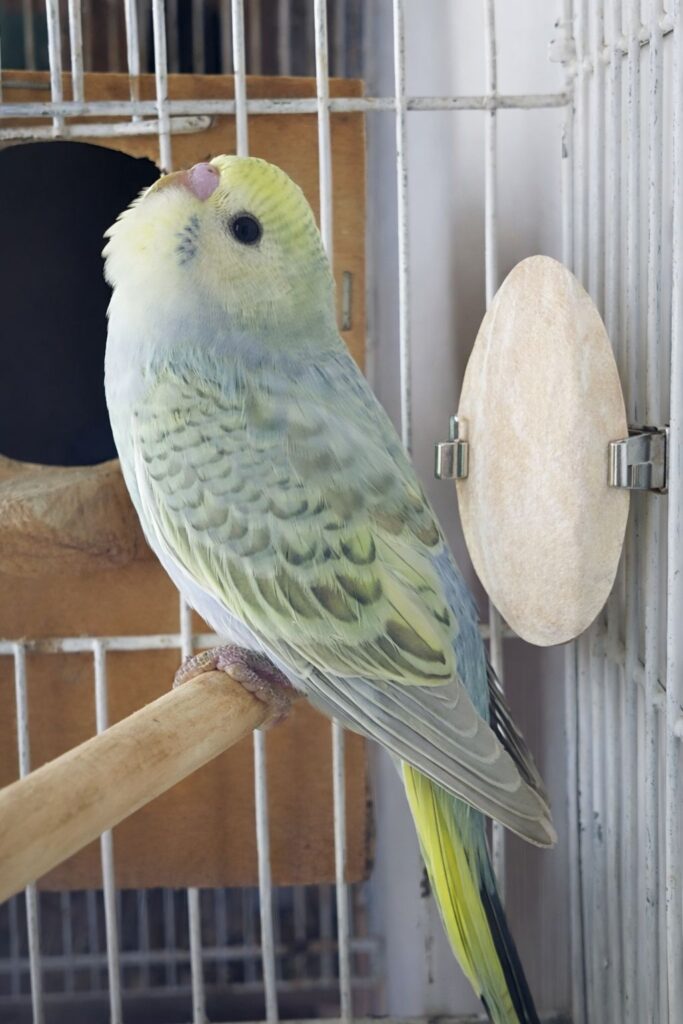 Budgie chewing cuttlebone natural wood perch