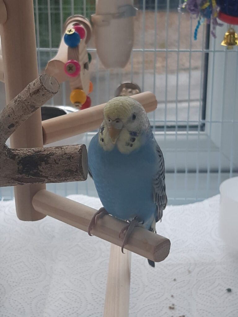 Budgie climbing ladder swinging UK exercise toys cage