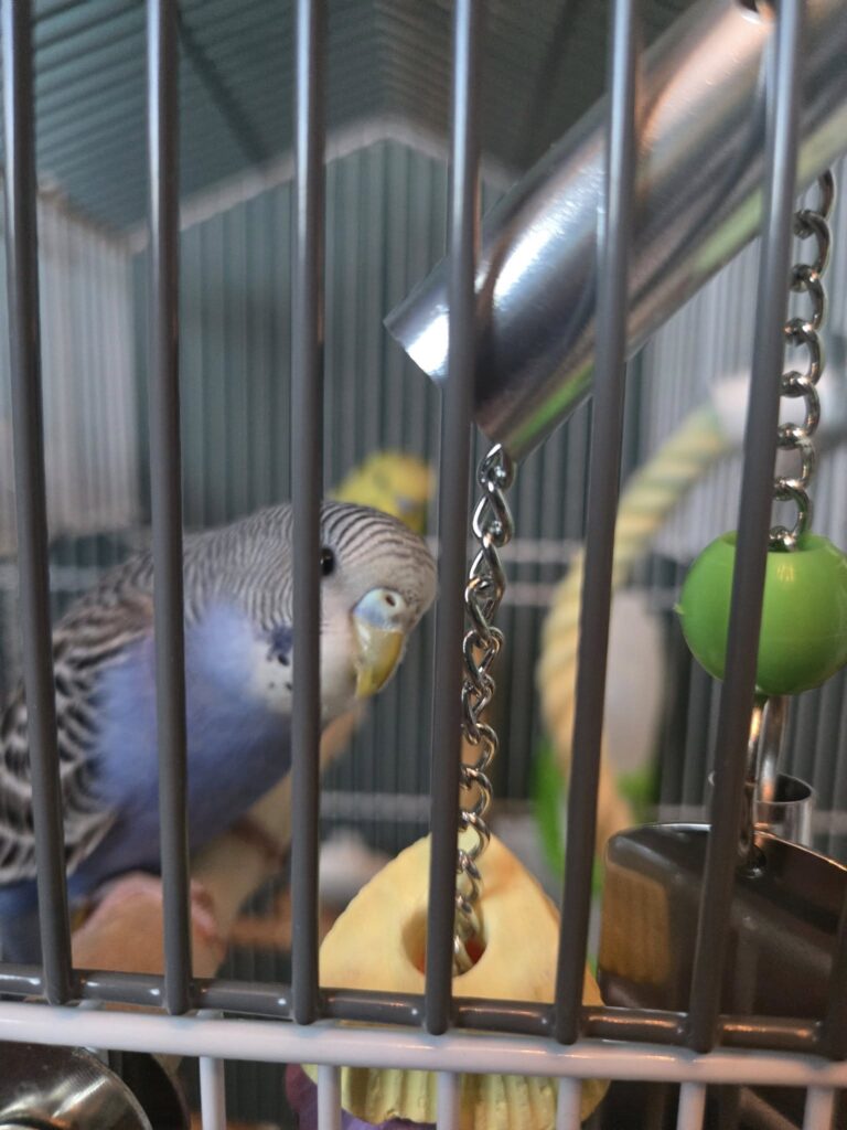 Budgie defending cage territory UK owner approach