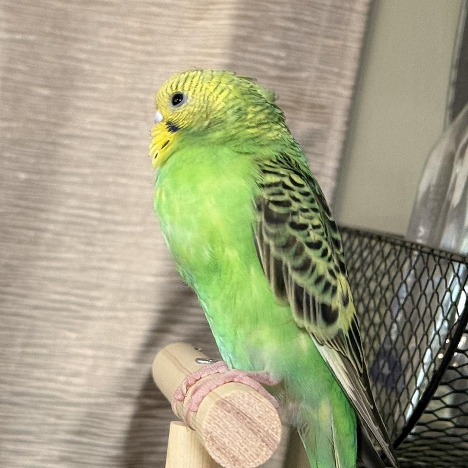 Budgie distended crop problem warning sign