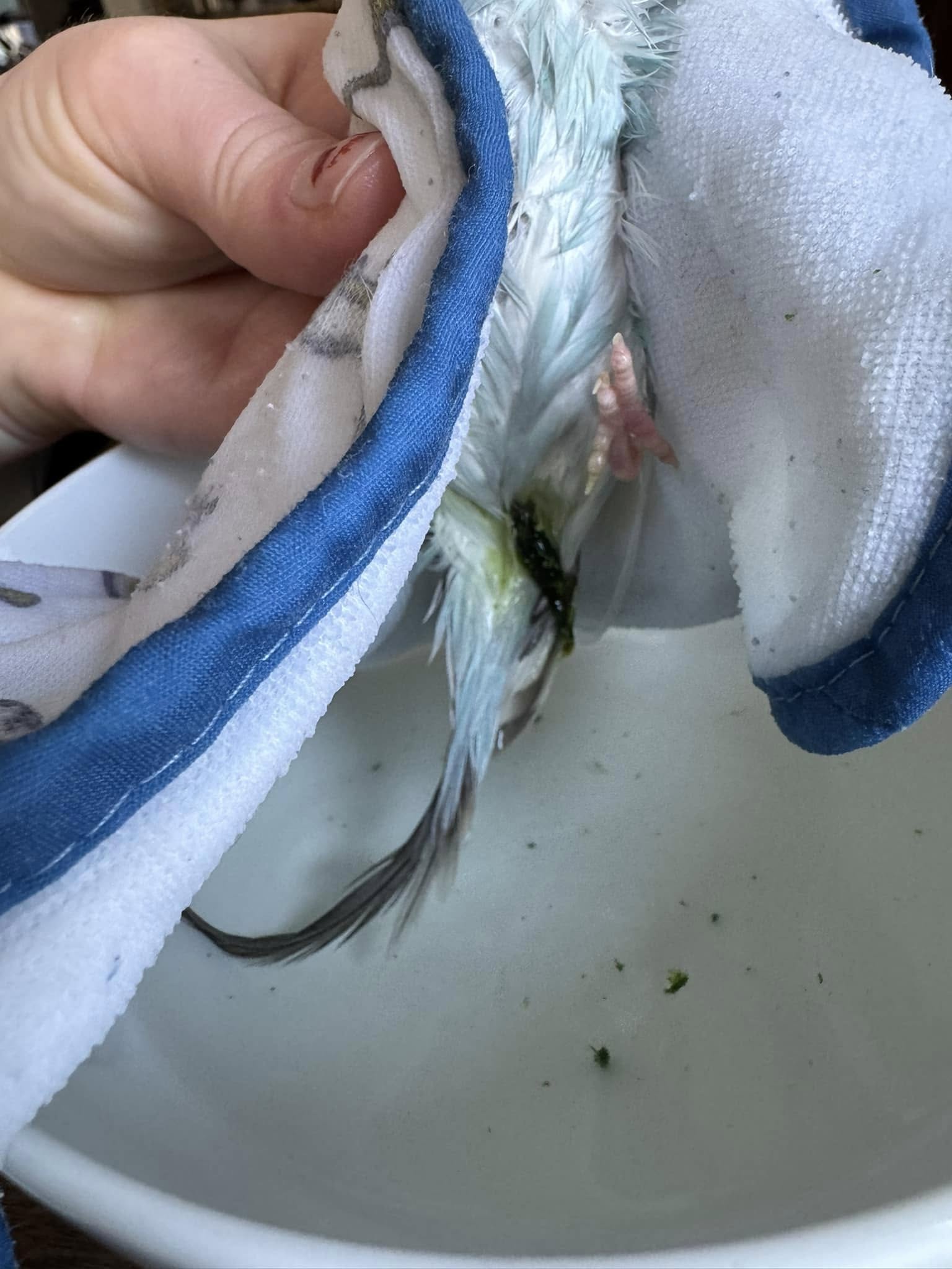 Budgie dropping colour chart healthy versus warning signs