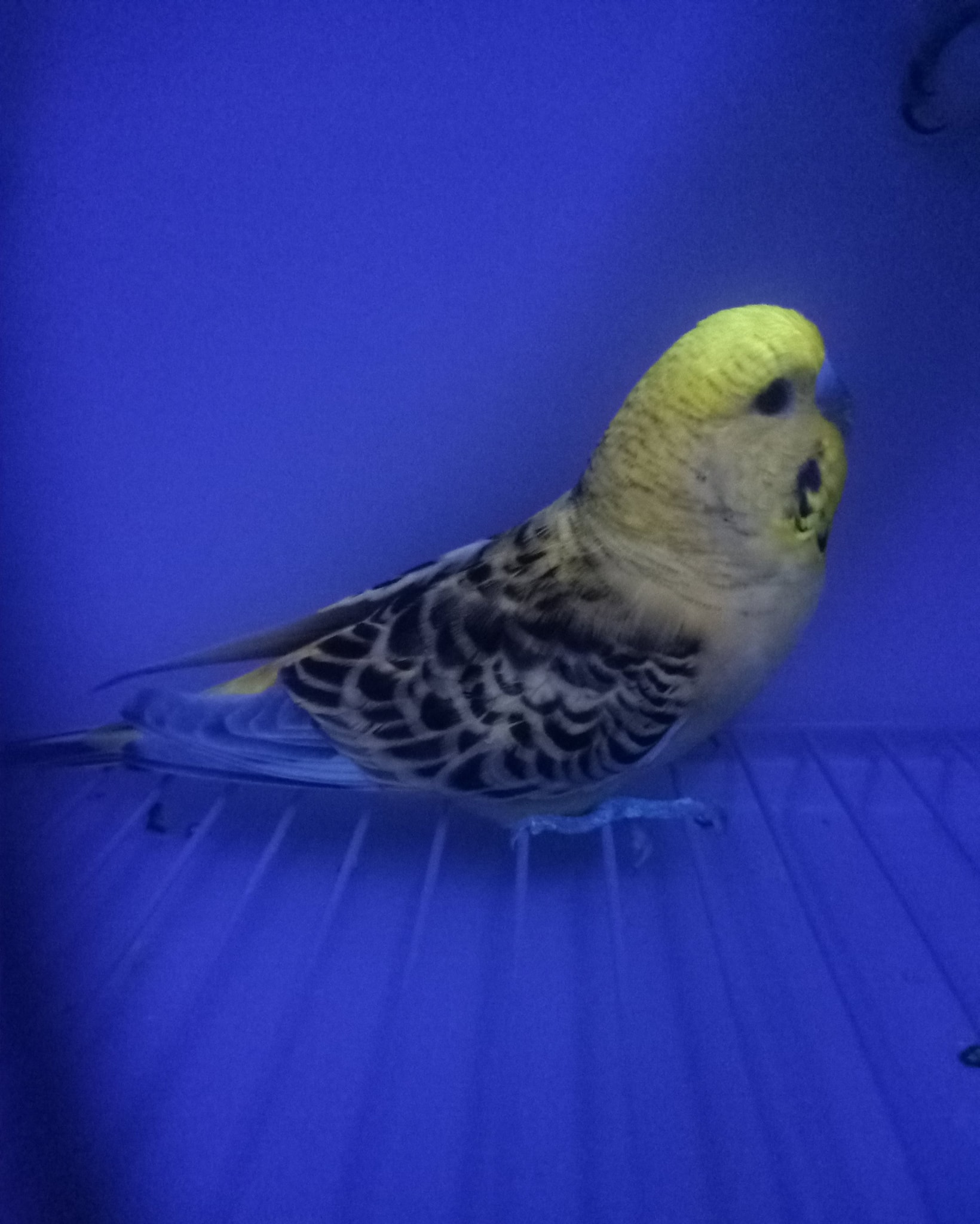 Budgie dull plumage UV deprivation signs