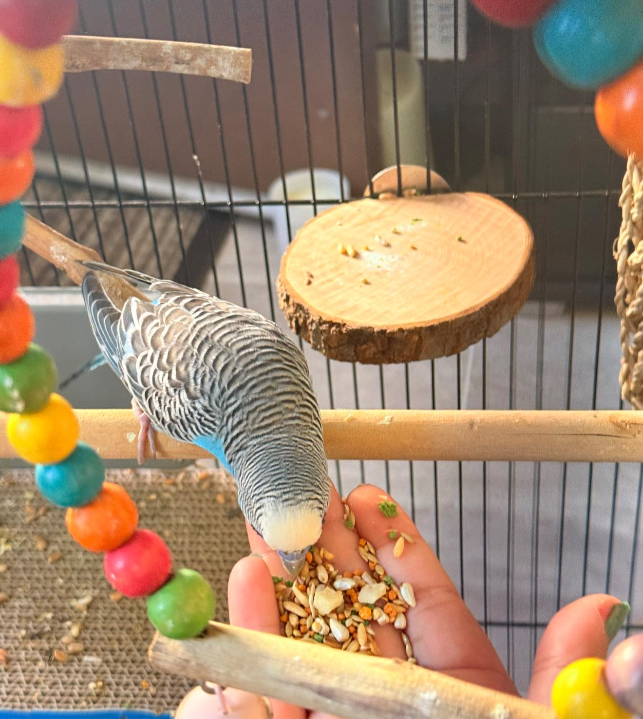 Budgie eating drinking morning routine UK pet cage