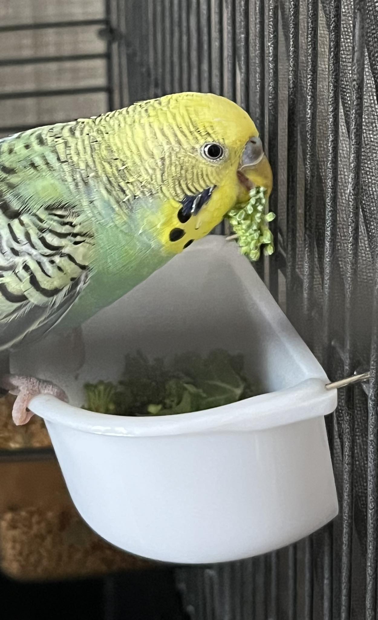 Budgie eating fresh greens affecting dropping colour UK