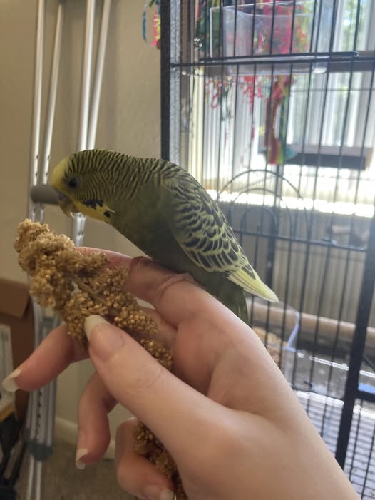 Budgie eating fresh vegetables and pellets alongside seeds