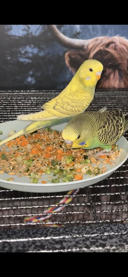 Budgie eating fresh vegetables and pellets