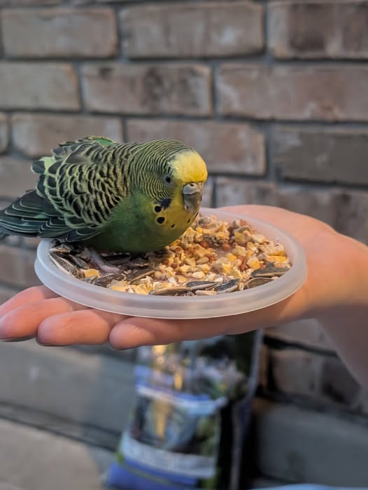 Budgie eating seed only diet causing liver disease