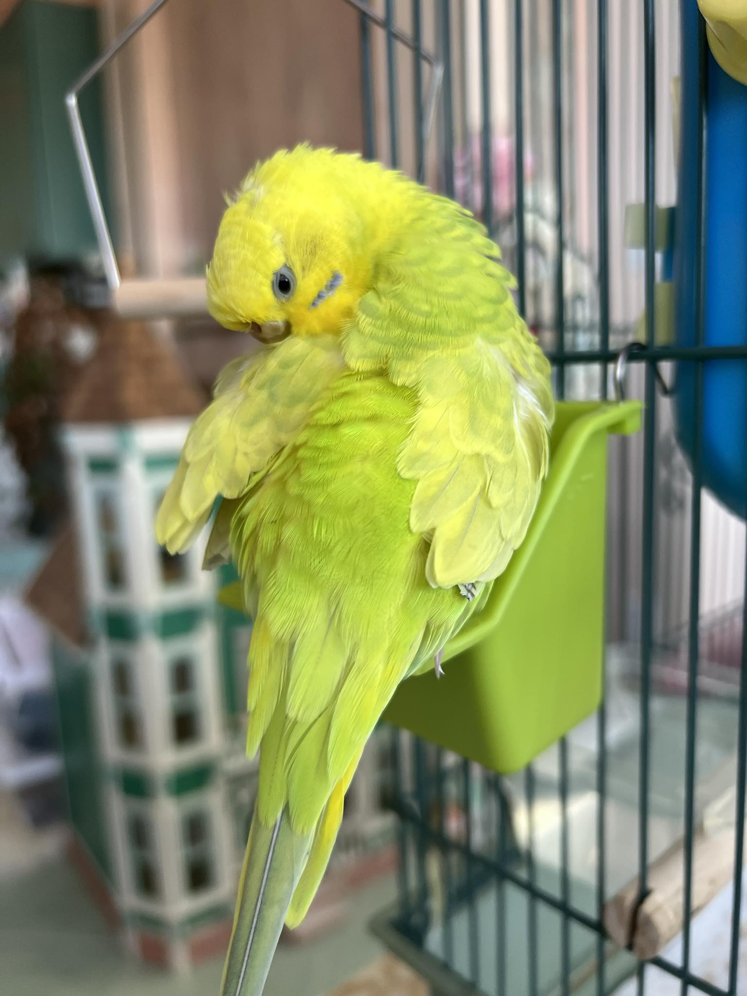 Budgie eating seed-only diet from bowl in UK home