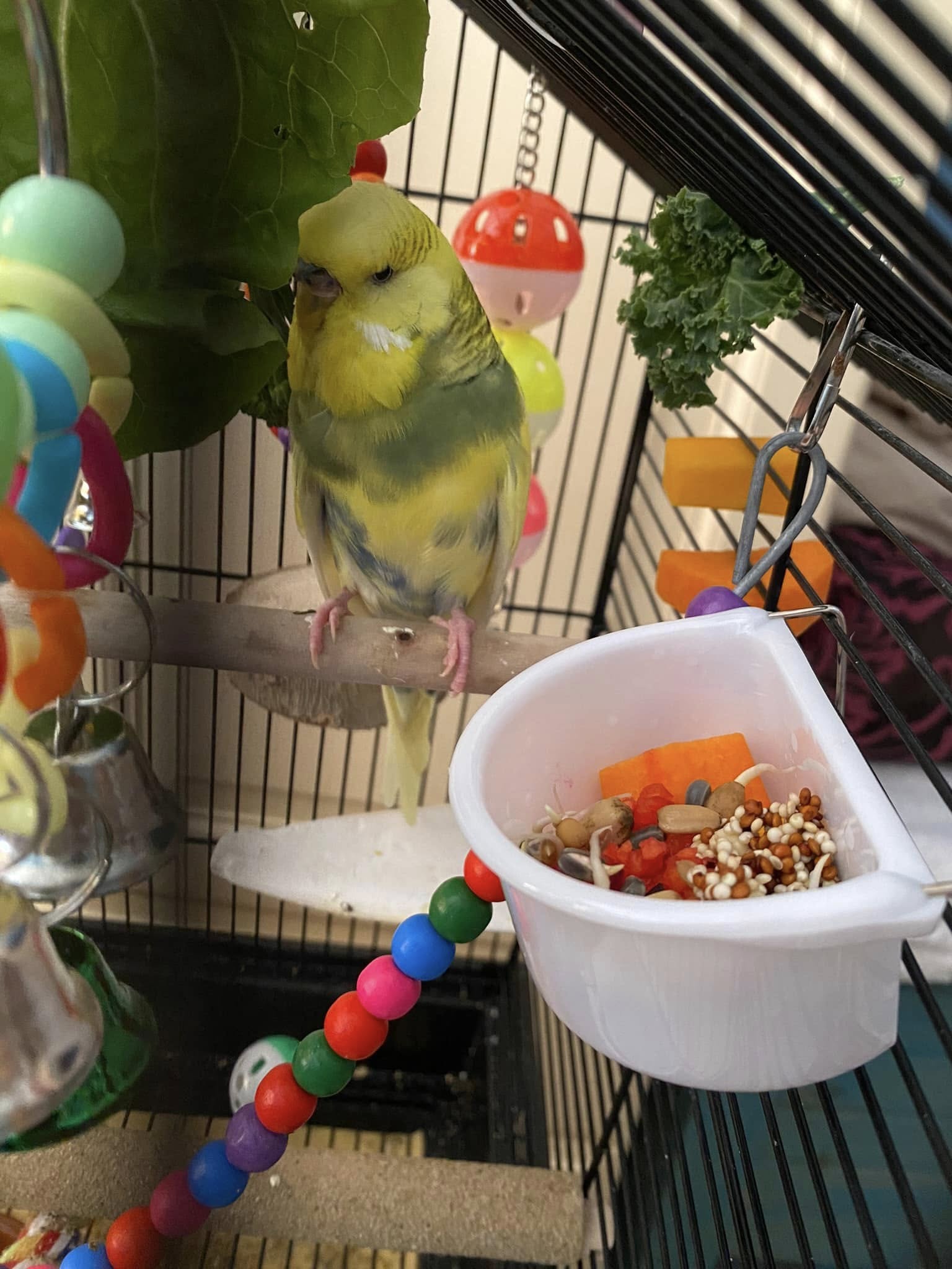 Budgie food bowl filled with seed only diet which causes liver disease