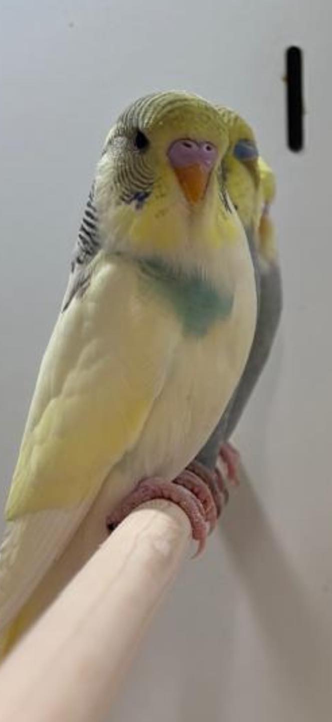 Budgie for sale at Paradise Pets Swindon