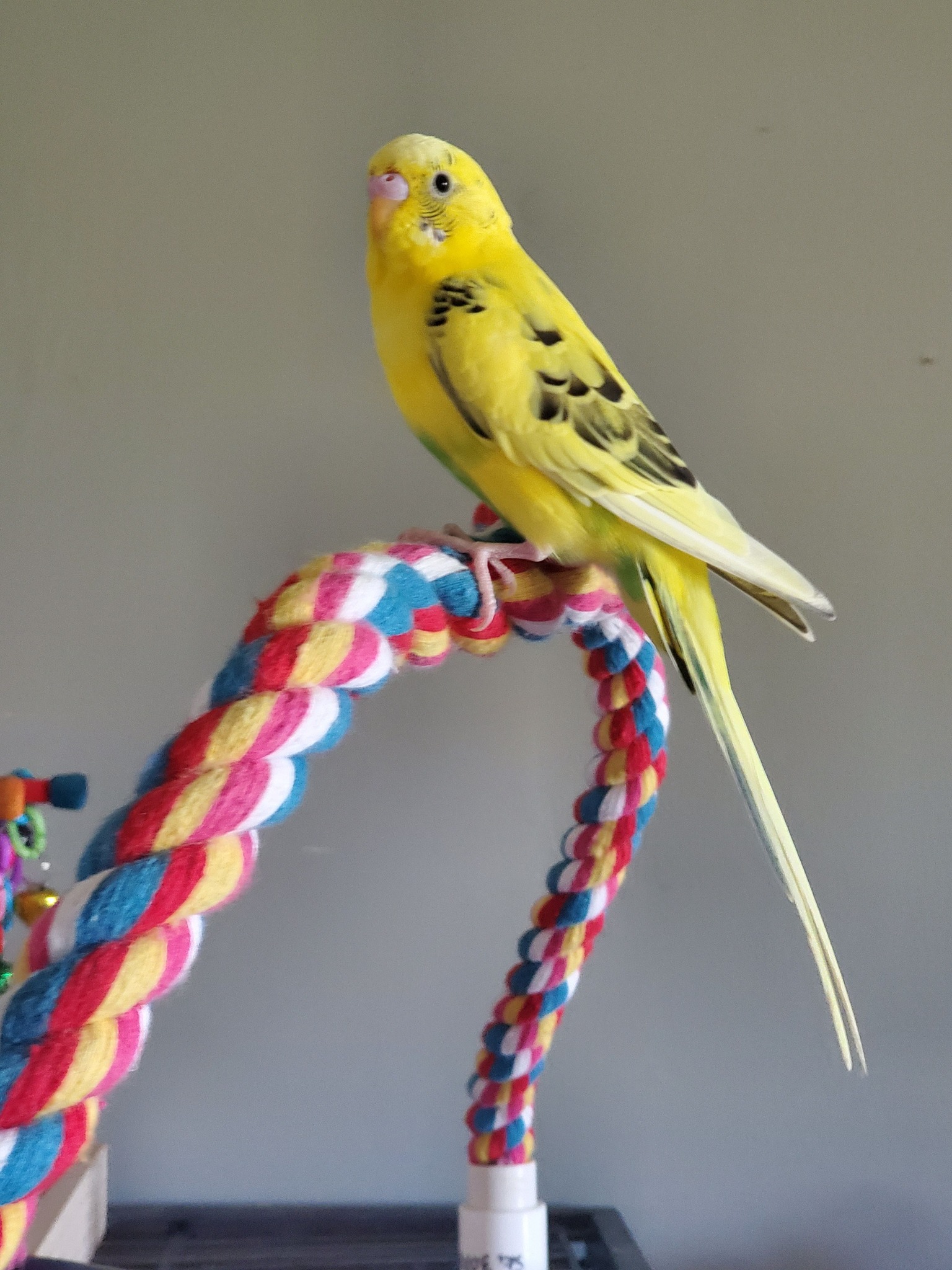 Budgie giving warning signals before biting including fluffed feathers and tense posture