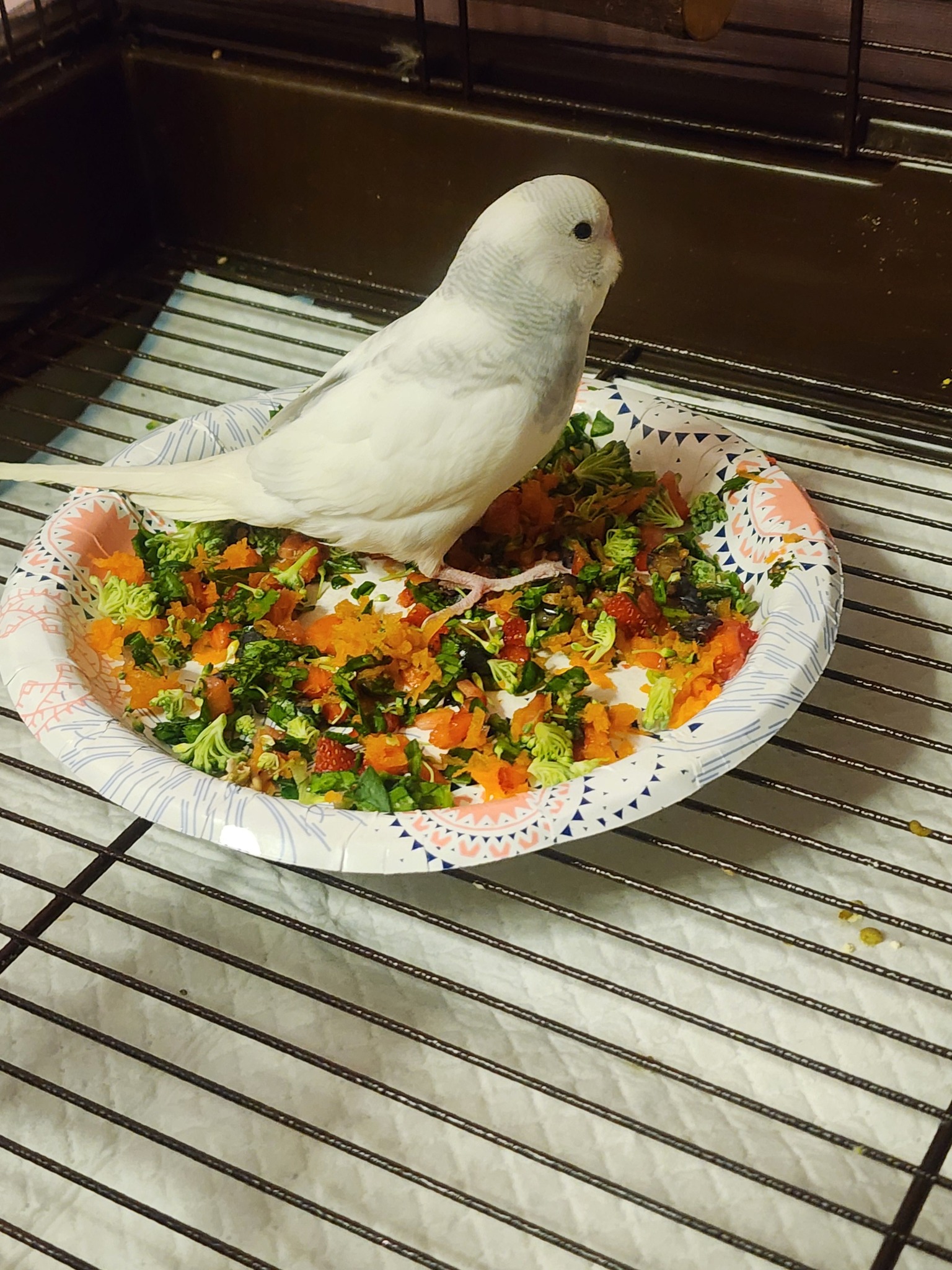 Budgie ignoring new pellets placed in food bowl