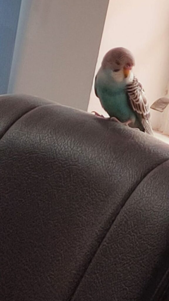 Budgie in cage in UK home office with work from home owner