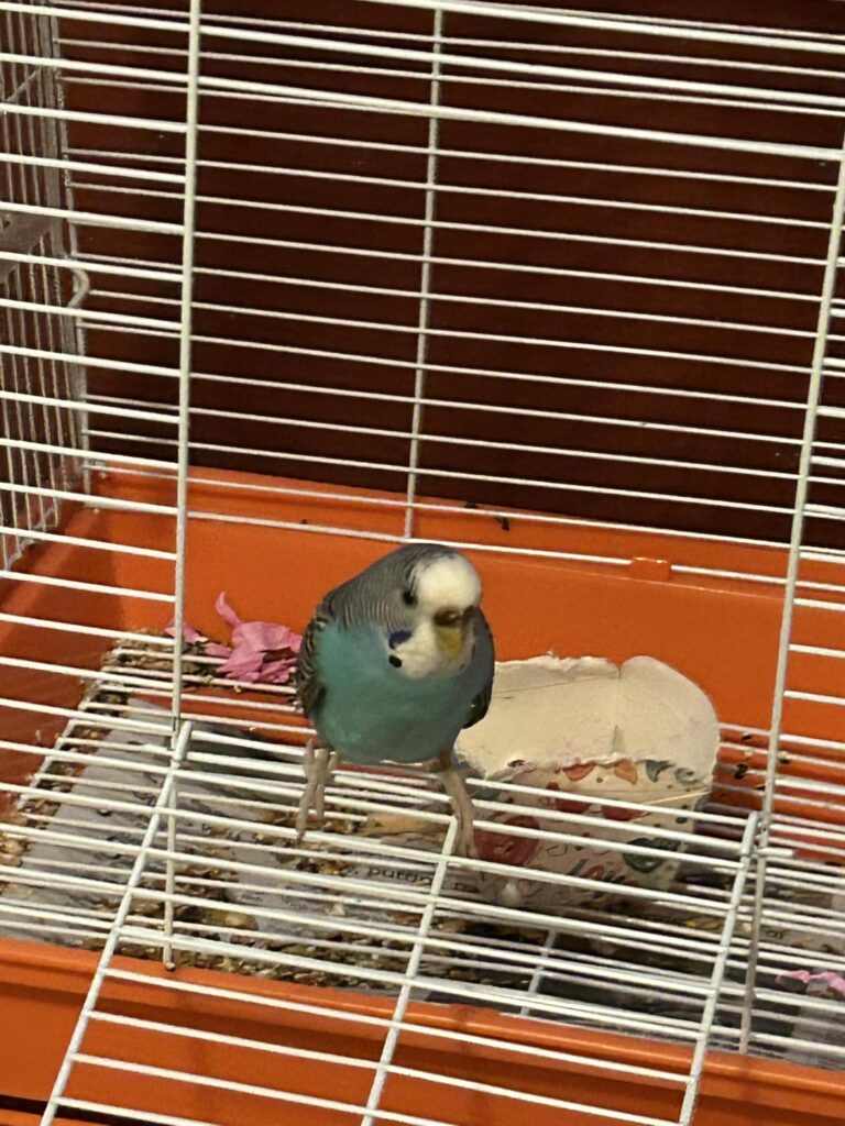 Budgie in small cage biting bars UK