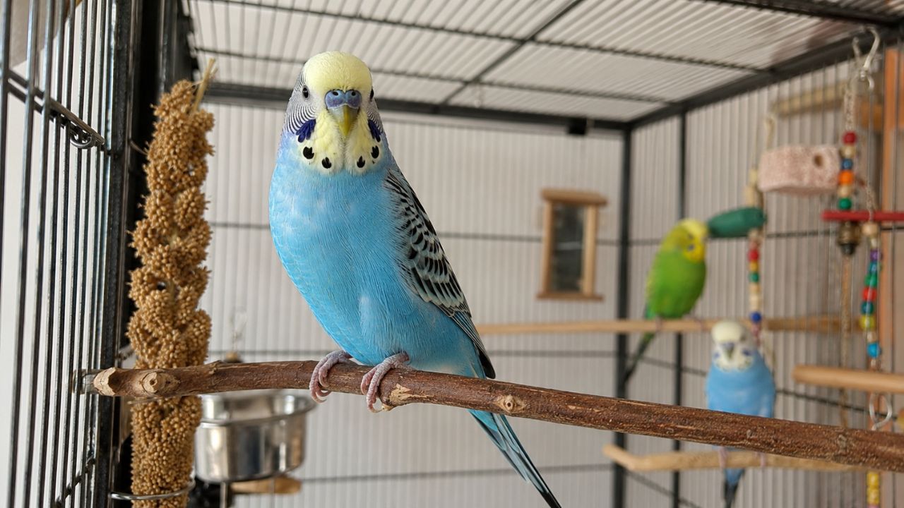Budgie in spacious cage UK