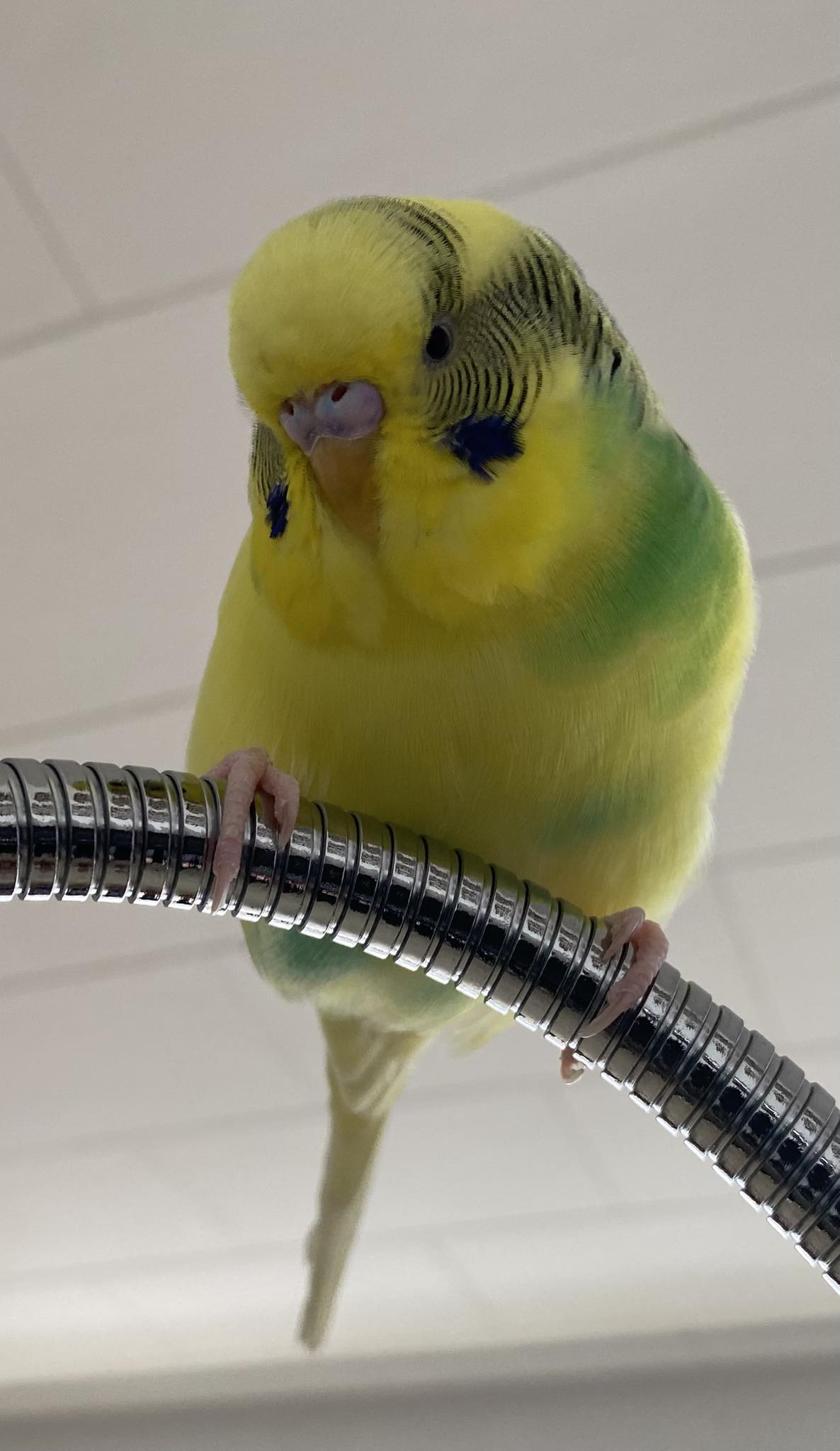 Budgie in spring hormonal phase showing territorial behaviour on perch