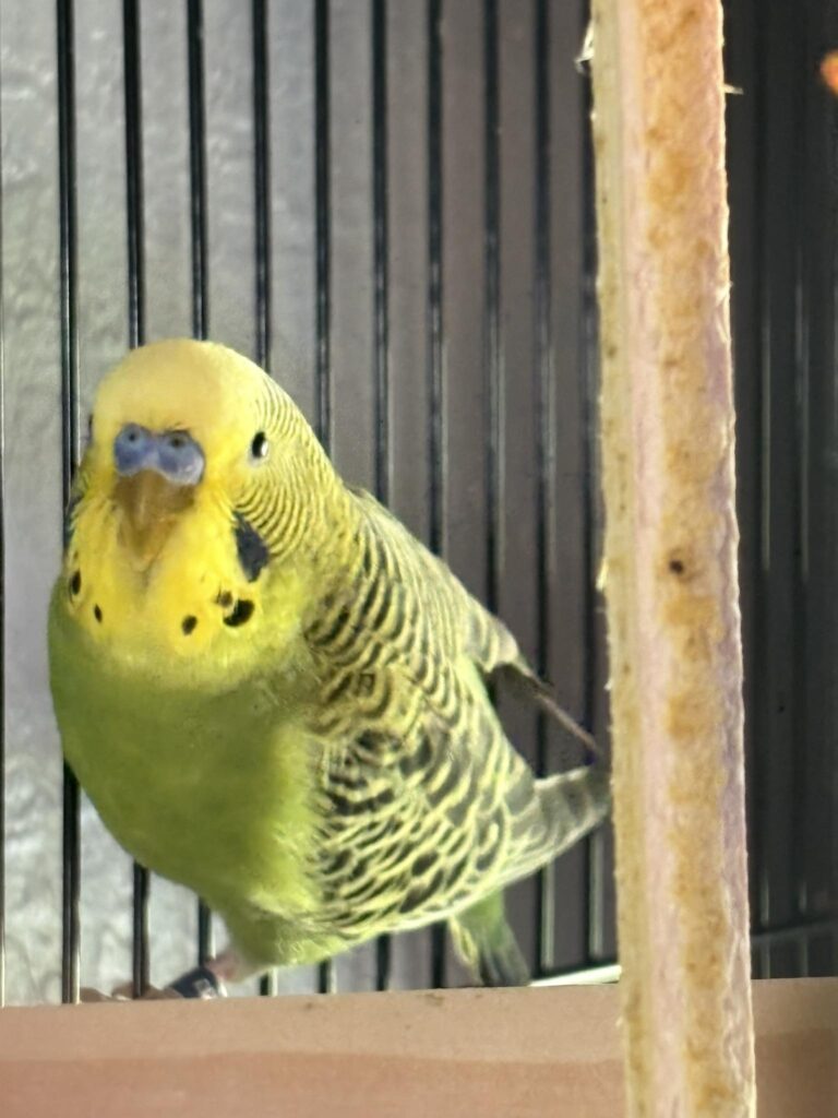 Budgie keeping warm one foot tucked into feathers UK winter