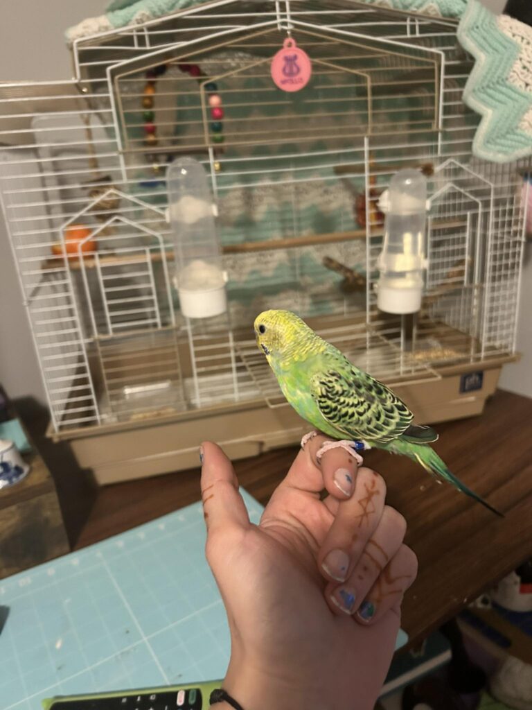 Budgie kept safely away from UK kitchen fumes danger zone