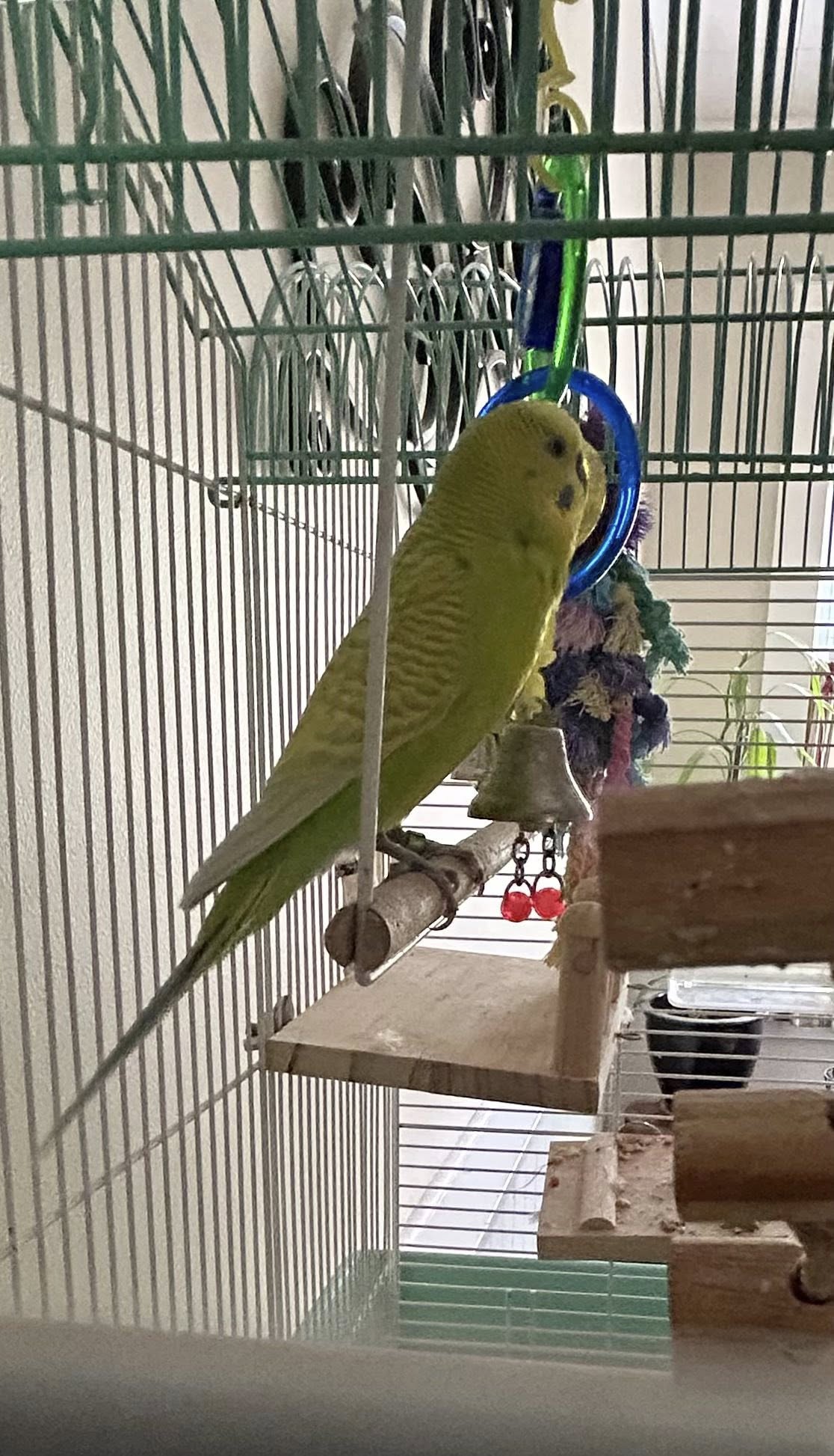 Budgie looking at a mirror inside its cage
