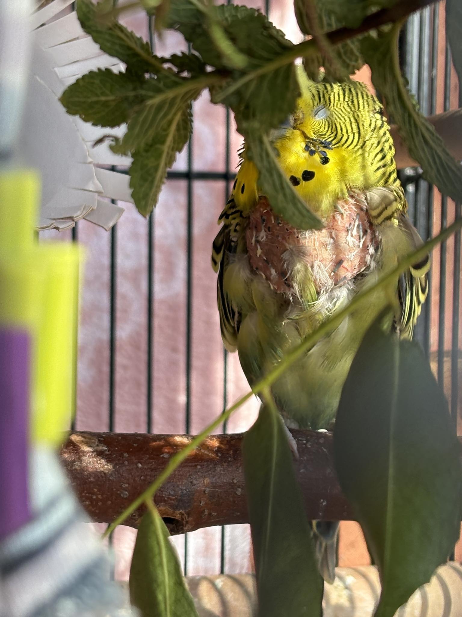 Budgie moulting feathers compared to plucking damage