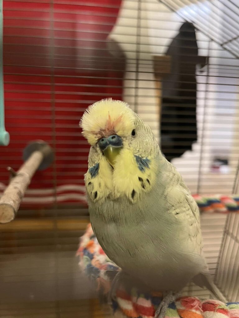 Budgie moulting pin feathers UK