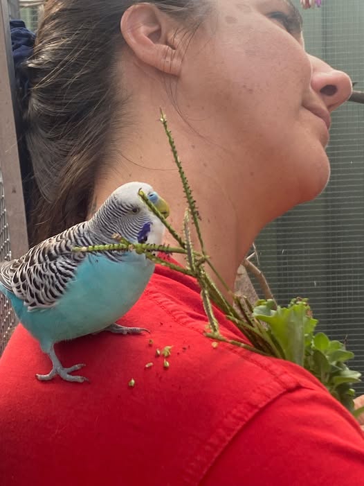 Budgie on shoulder of UK owner working from home companion
