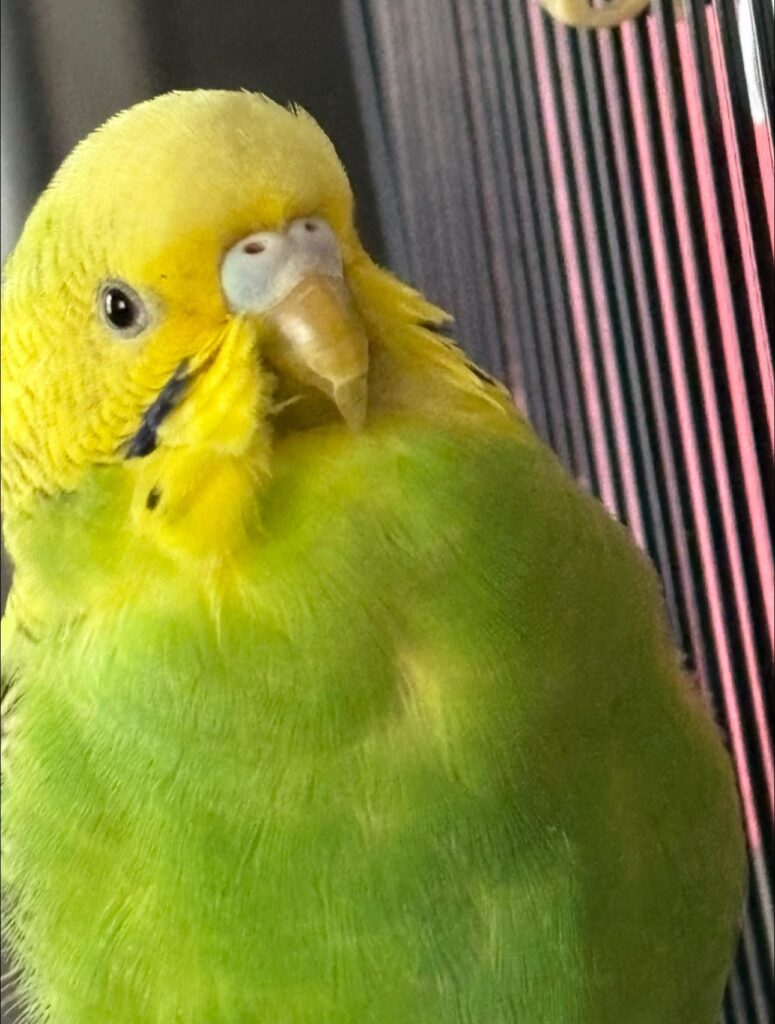 Budgie overgrown beak side profile UK