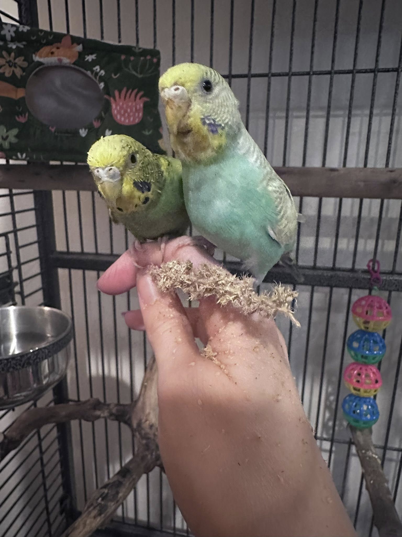Budgie owner spending daily time with pet budgie for talking training UK