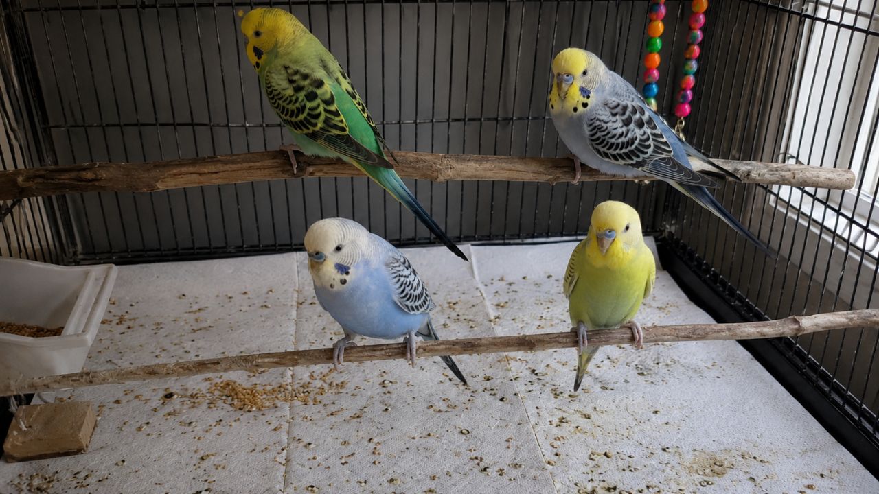 Budgie pooping a lot UK owner droppings guide health check