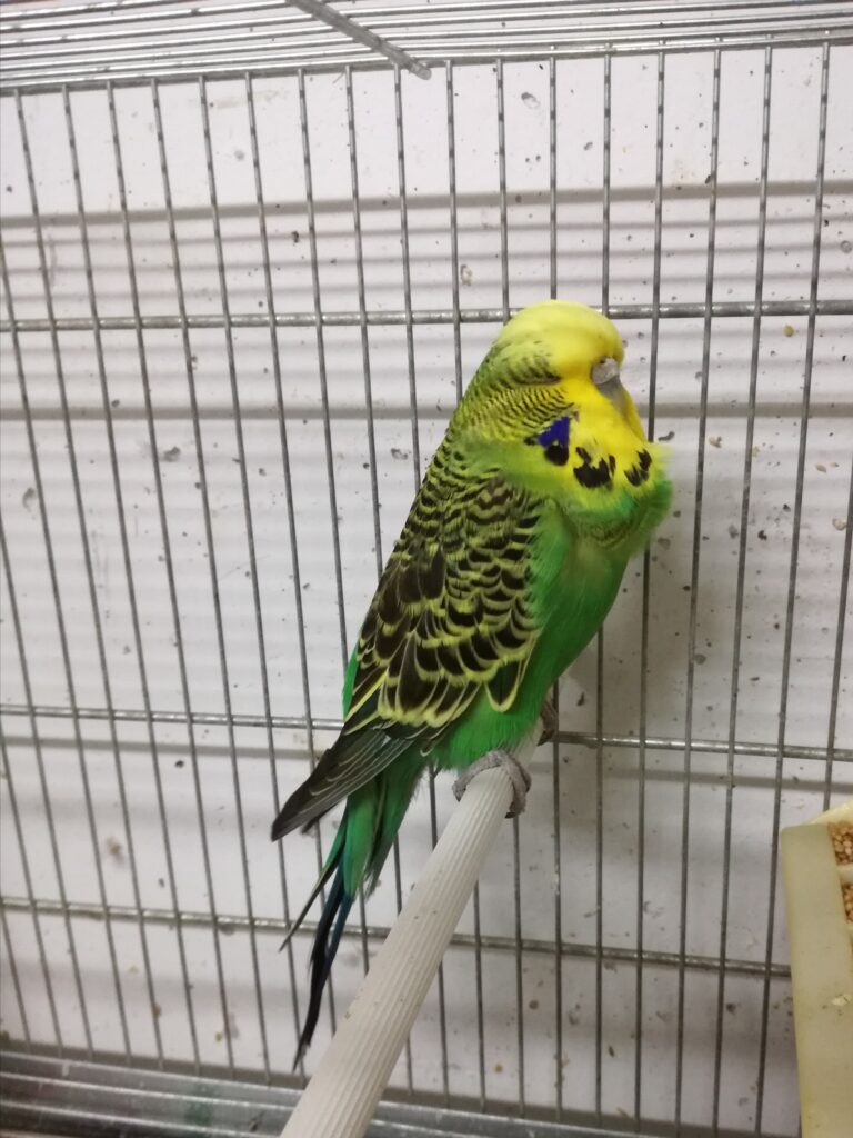 Budgie preening feathers normal grooming UK home cage
