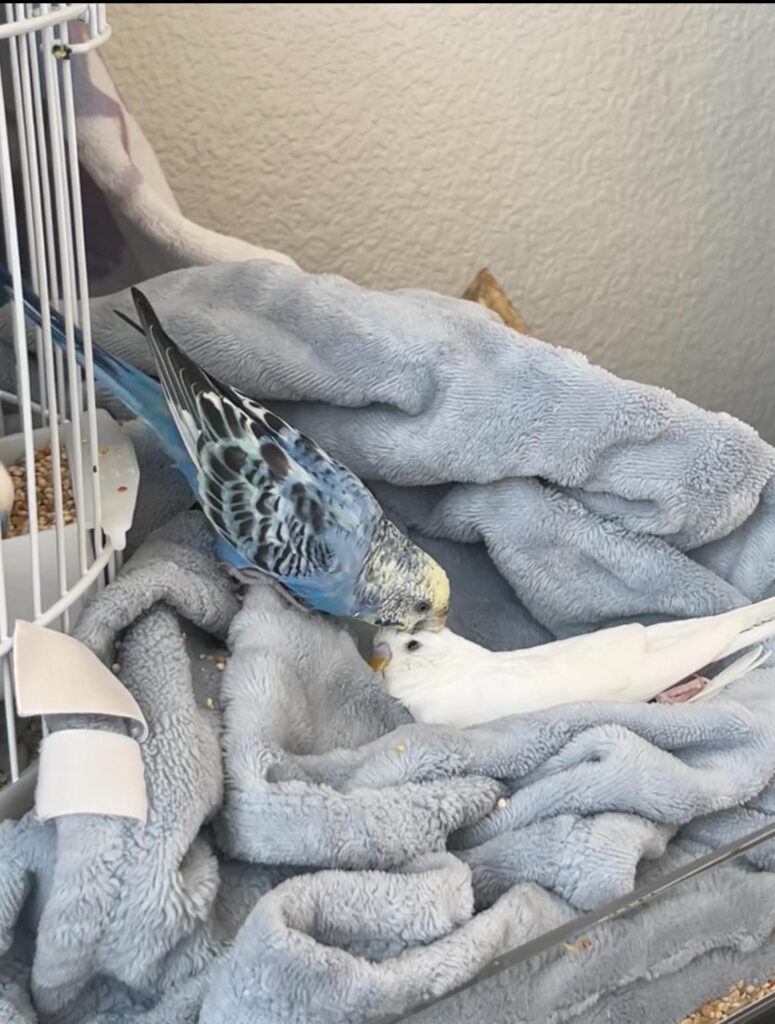 Budgie quiet puffed on perch UK
