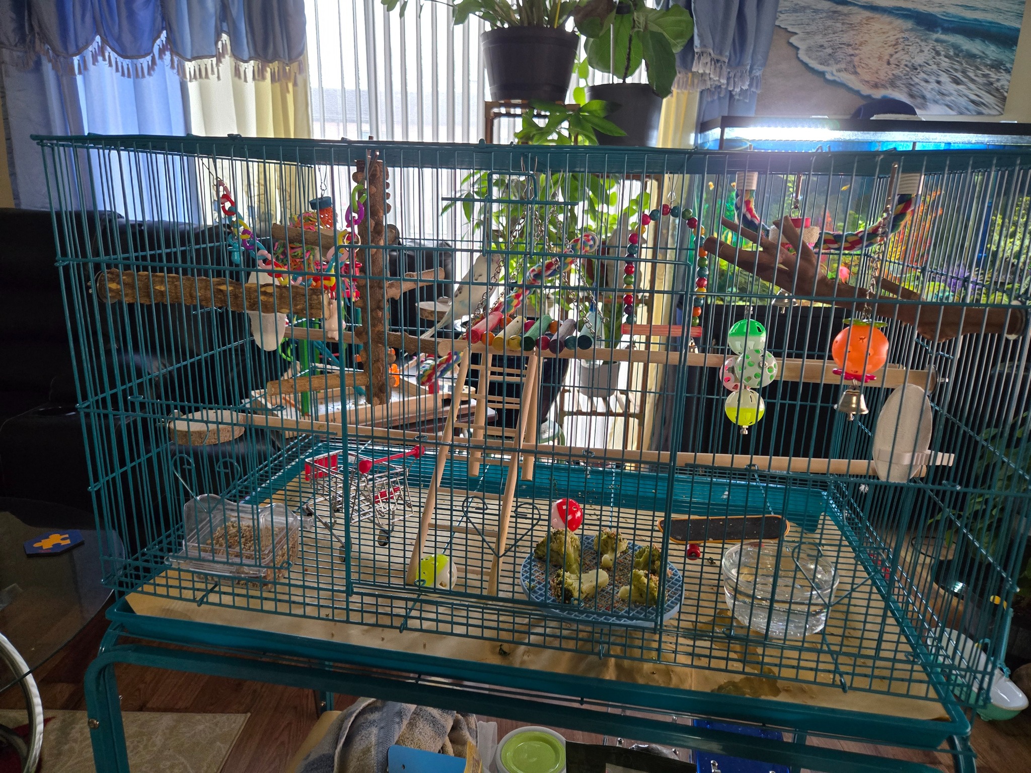 Budgie ringing bell playing with toys in UK home cage