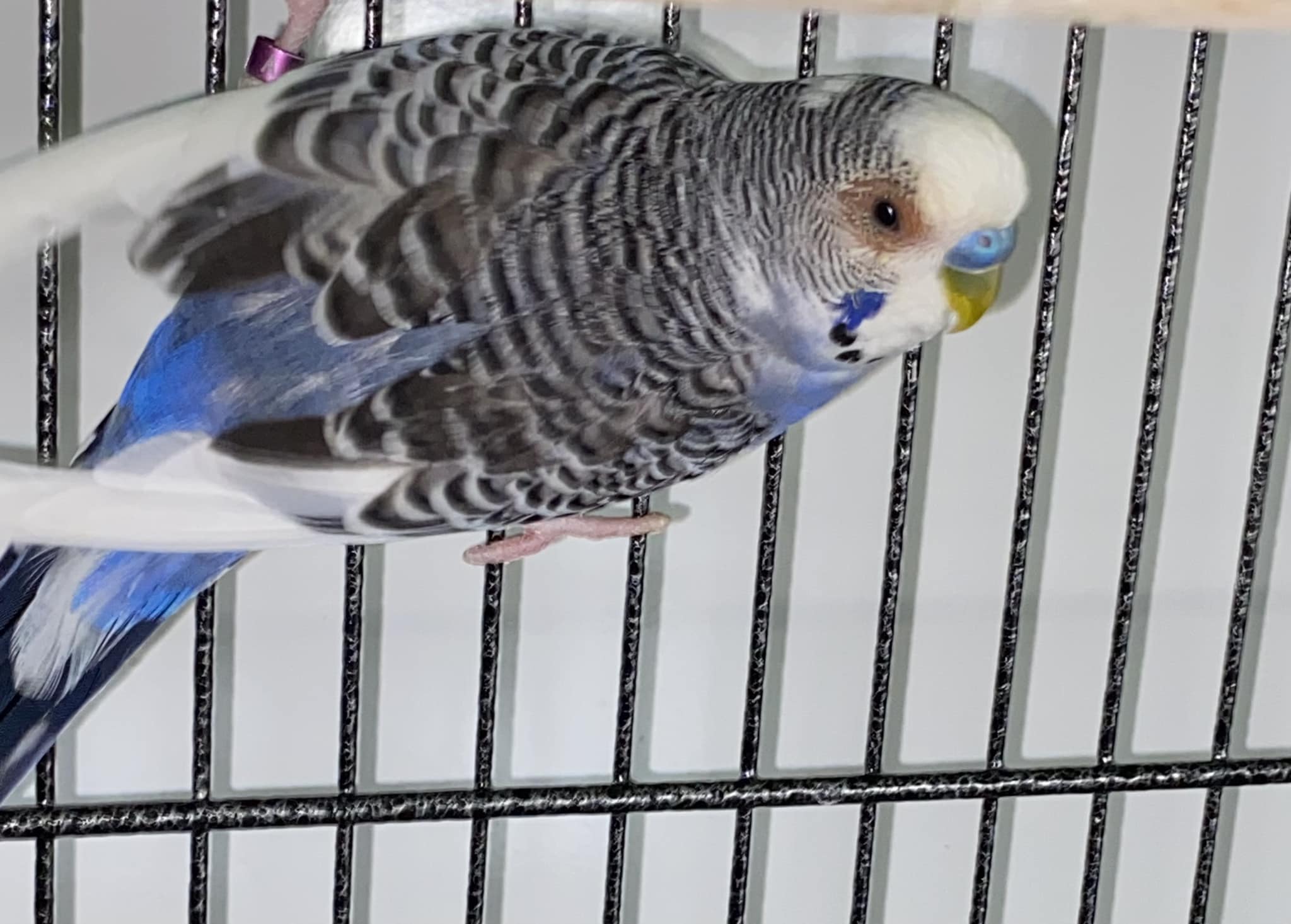 Budgie rubbing eye on perch showing irritation UK cage