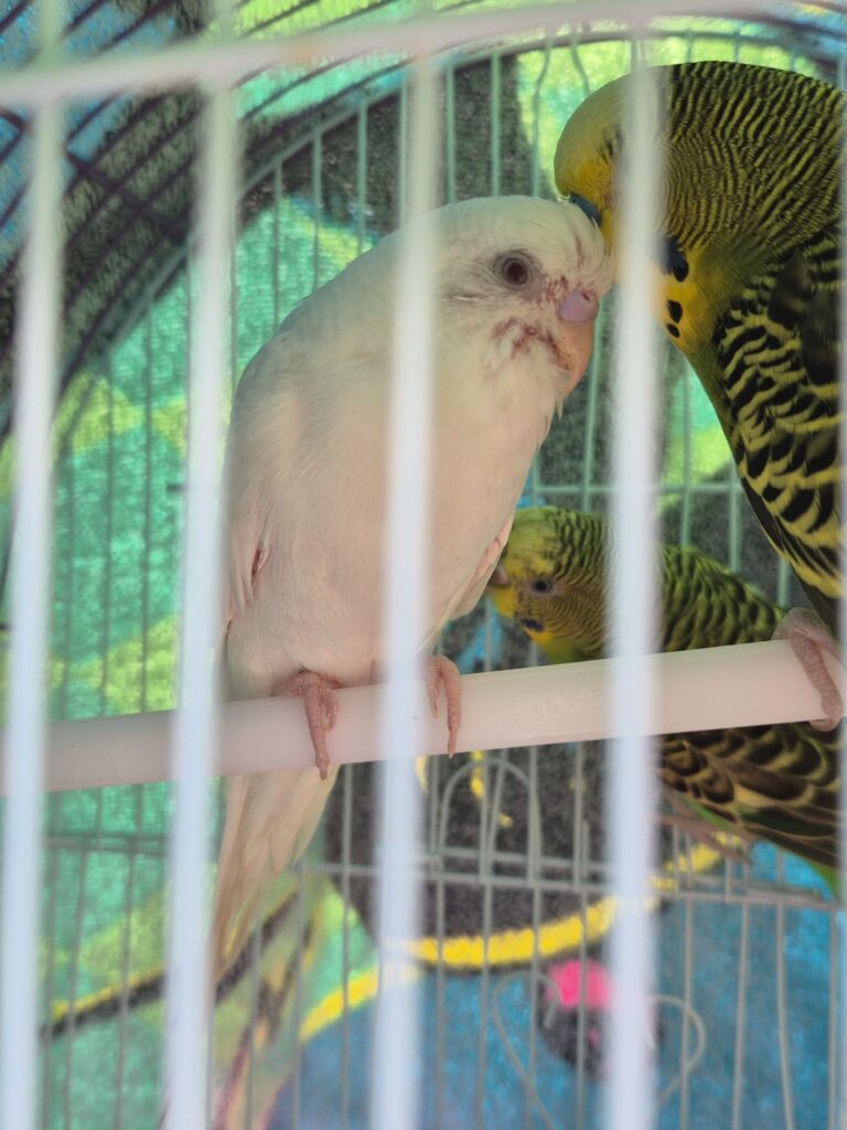 Budgie scaly face mite crusty beak cere UK signs 49 chars