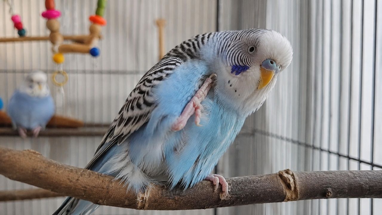 Budgie scratching itself UK owner health guide concern