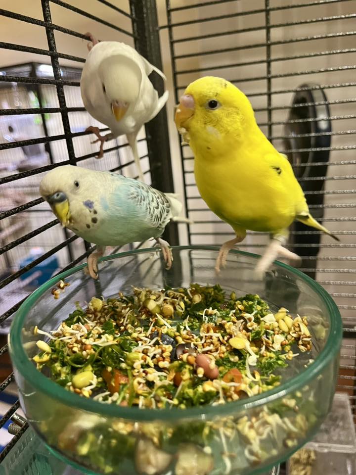 Budgie seed mix only diet UK inadequate nutrition risk