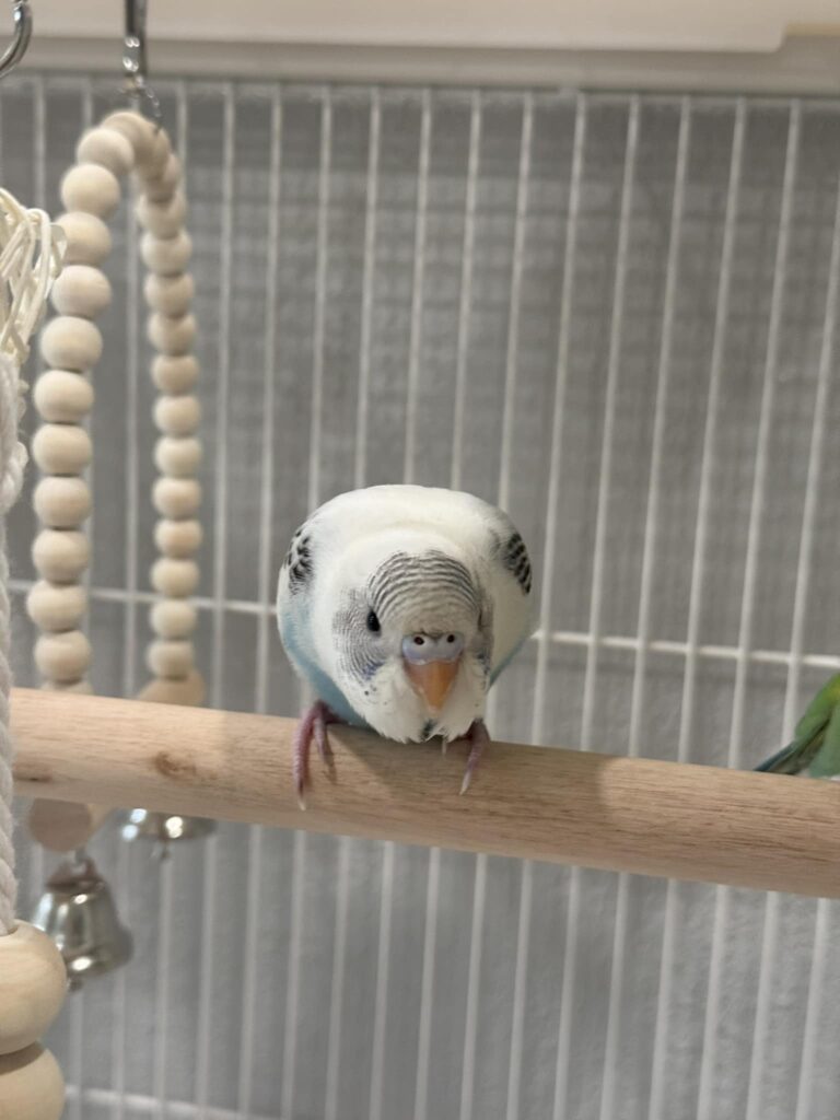 Budgie showing defensive body language UK behaviour