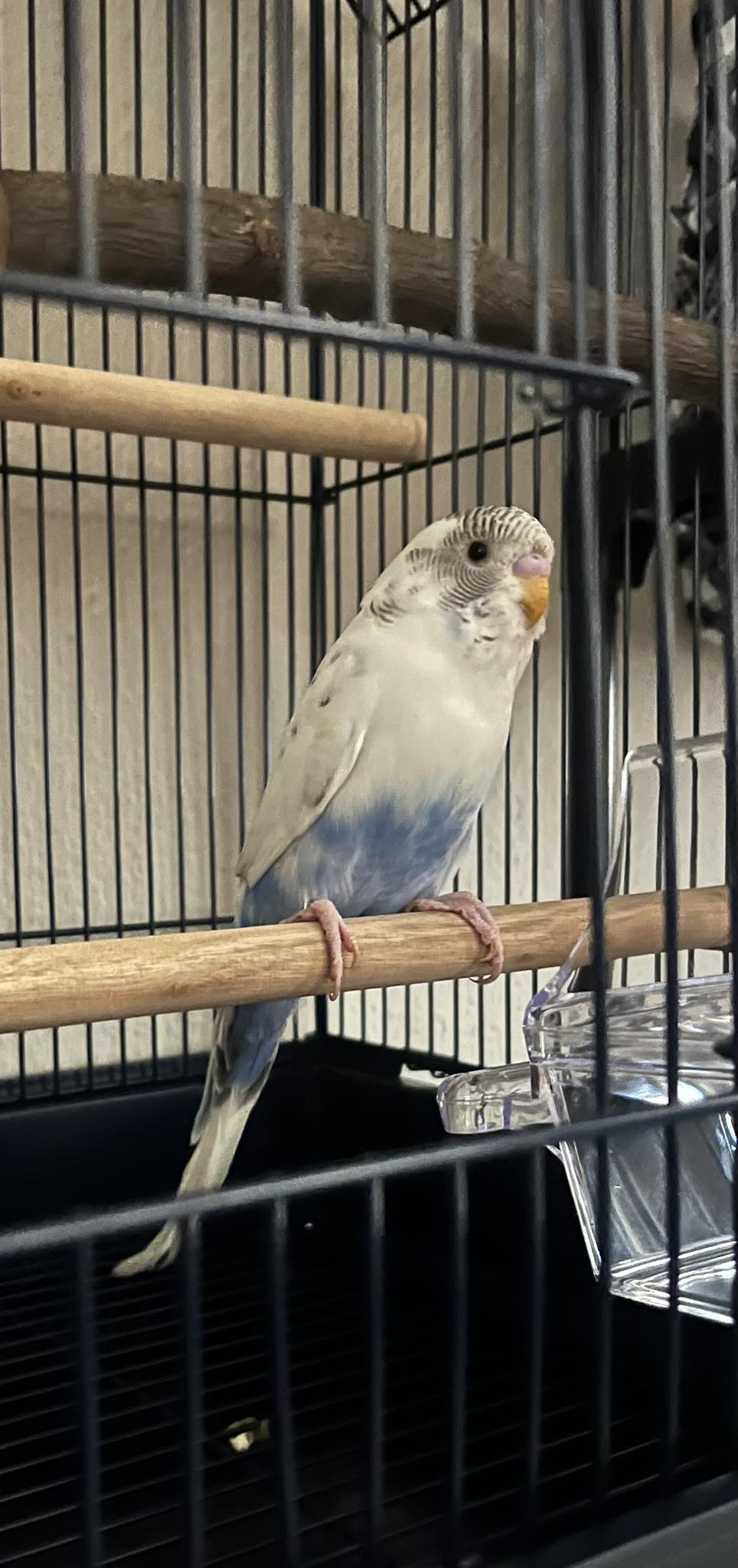 Budgie showing fear response with feathers flattened against body on perch