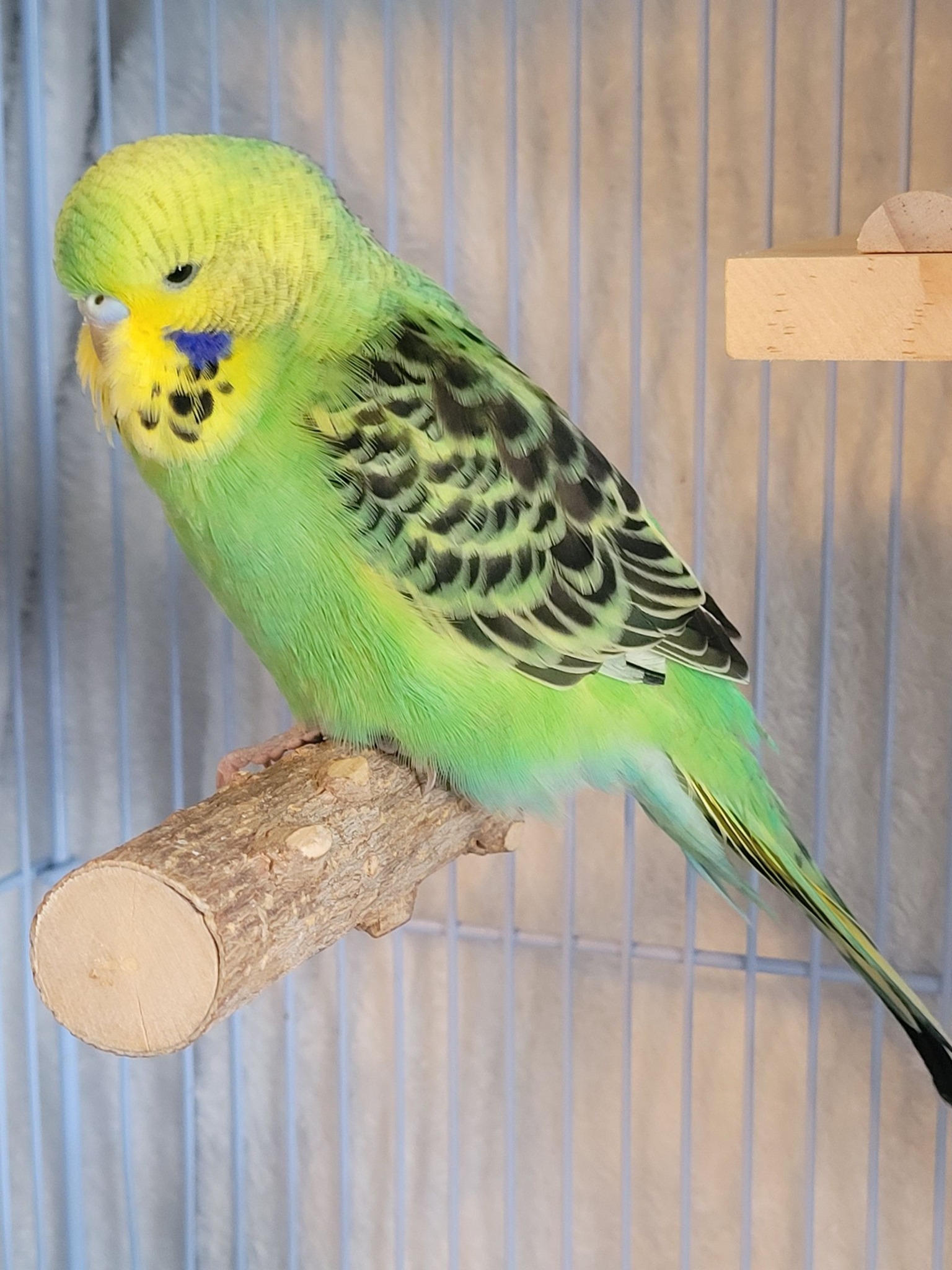 Budgie showing stress behaviour bar biting UK warning signs