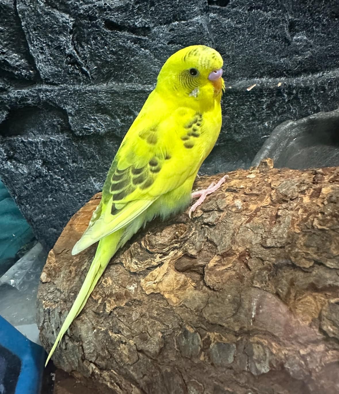 Budgie showing tail bobbing warning sign of illness