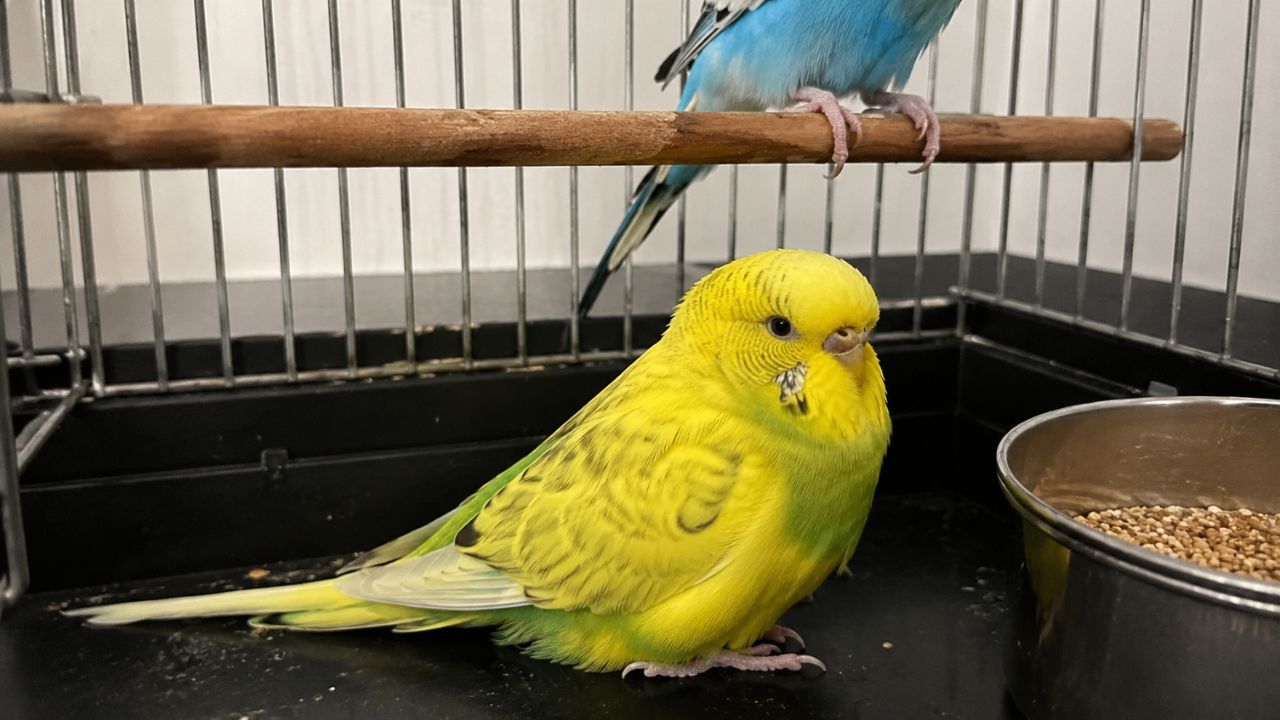 Budgie sitting at bottom of cage UK owner urgent guide